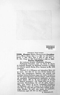 Cyathicula cyathoidea image